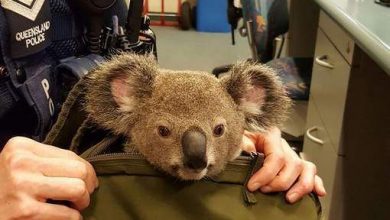 koala_2.jpg