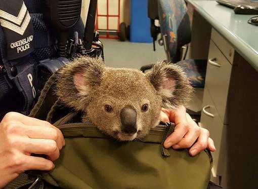koala_2.jpg