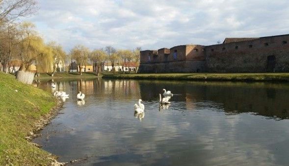 BRAȘOV. O parte din lebedele de pe lacul Cetății Făgăraș vor fi scoase la licitație, pentru că... se bat 1 lebedefagaras3.jpg