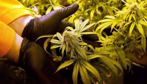 S-a LEGALIZAT consumul de marijuana în California şi Massachusetts!!! 1 marijuana_4.jpg