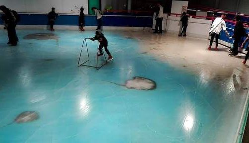 patinoar.jpg