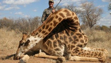 girafavanata.jpg