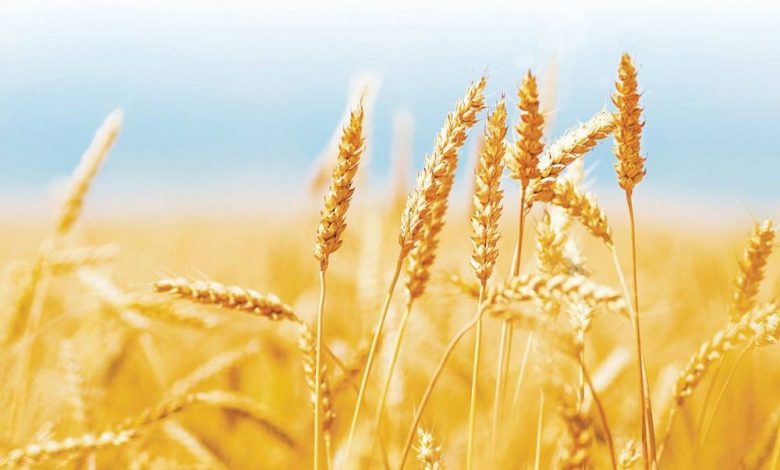 Ministrul Agriculturii, despre producția de grâu a României: „Este mai mare cu 200.000 de tone față de anul trecut” 1 grau1.jpg