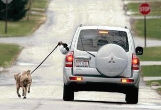 BRAŞOV. Câine chinuit de stăpân. S-a deschis dosar penal pentru maltratarea animalelor 1 caine-dupa-masina.jpg