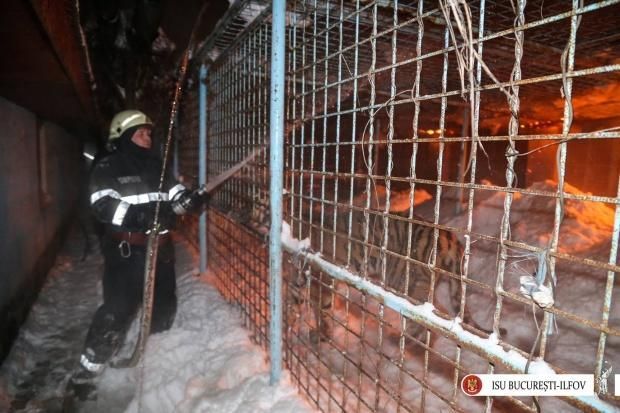 Managerul Circului Globus a fost demis 1 incendiuglobus.jpg