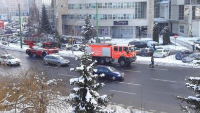 turturi1_229123.jpg