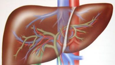 liver2.jpg