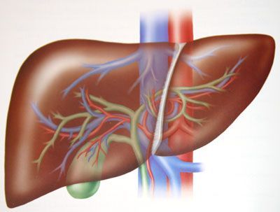 Pacienții români cu cancer la ficat pot participa la primul studiu internațional dedicat 1 liver2.jpg