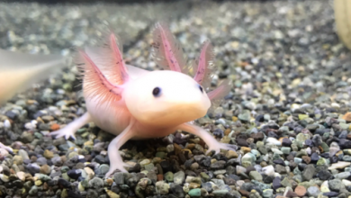 axolotl.png