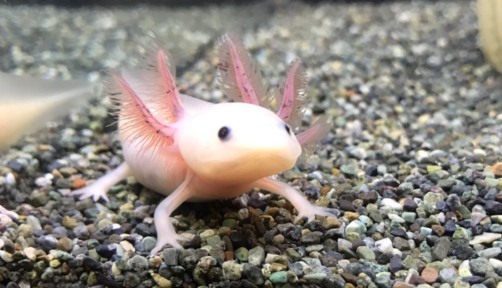 E Pokemon?!... 1 axolotl.png