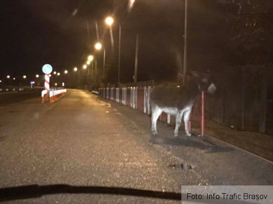 BRAȘOV. Pe DN 73B, și măgarii sunt... participanți la trafic (FOTO) 1 magar 2_232546.jpg