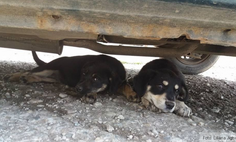Polițiștii de la Protecția Animalelor Brașov fac verificări față de două persoane care și-ar fi abandonat câinii 3 cainifarastapan.jpg