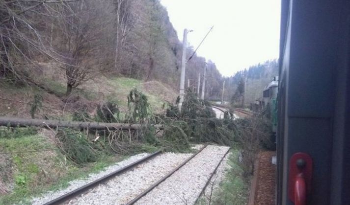 Update BRAȘOV. 15 trenuri au întârzieri din cauza copacilor doborâți de vânt 1 copac_234605.jpg