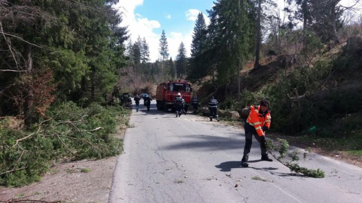 Update. Circulaţia pe drumul dintre Râşnov şi Poiana Braşov a fost reluată, după ridicarea copacilor doborâţi de vânt (FOTO) 1 copaci poiana 3_234560.jpg