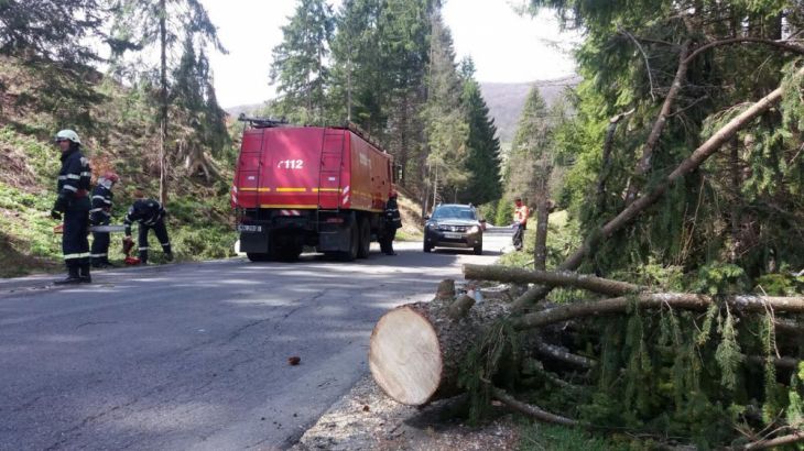 BRAŞOV. Pompierii au fost ţinuţi în priză de vântul puternic 1 copaci poiana_234561.jpg