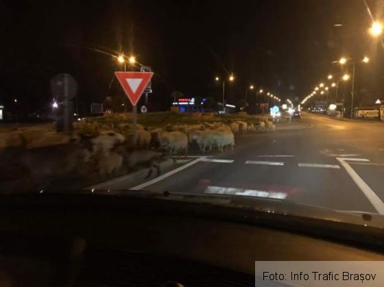 Update. BRAŞOV. Oile de pe Calea Bucureşti, alungate de Poliţia Locală. Cine se face vinovat de incident? 1 oi calea bucuresti 2_234789.jpg