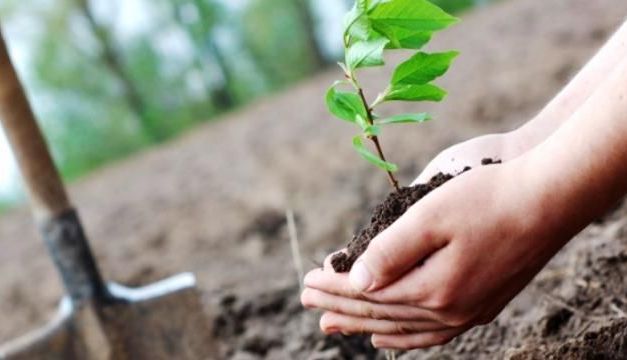 BRAŞOVUL va deveni mai verde, după campania de plantare din această primăvară 1 plantari.jpg