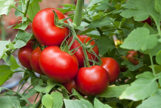 MADR. Termenul de valorificare a tomatelor cultivate în spații protejate a fost prelungit până la 15 iunie 2018 1 tomate.jpg