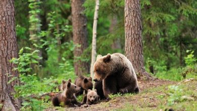 ursi-familie-pui-de-ursi.jpg