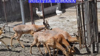 capriori cata 2_236084.jpg