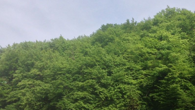 img-8031.jpg