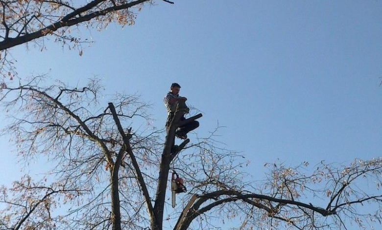 BRAŞOV. 100.000 de lei pentru tăierea a circa 140 de arbori de pe raza oraşului 1 taierearbori.jpg