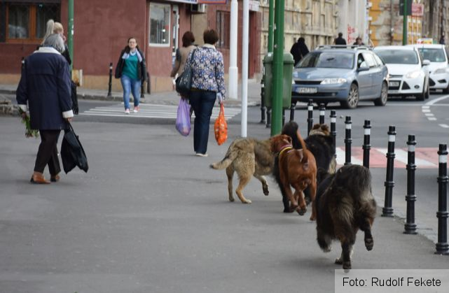 BRAŞOV. „Fără noroc pe stradă” sau cu amendă de până la 1.000 de lei 1 haitacainiStar1m_211737.jpg