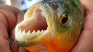 piranha.jpg