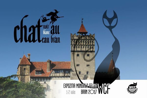 BRAȘOV. Pisicile cuceresc Castelul Bran 1 pisici_2.jpg