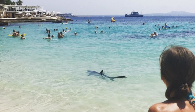 ALERTĂ. Rechin aproape de plajă în Mallorca!!! 1 rechin_8.jpg