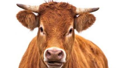 vaca_4.jpg