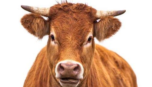 ULUITOR. Ce zic americanii despre cacaoa cu lapte?!... 1 vaca_4.jpg