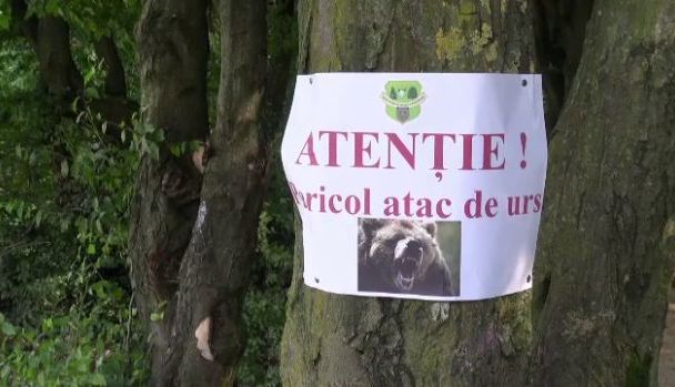 În jurul Brașovului sunt cu peste 400% mai mulți urși decât este normal 1 5_80.jpg