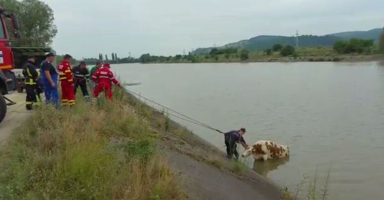 BRAŞOV. Intervenţie în râul Olt, pentru a salva o vacă (foto) 1 vacaolt.jpg