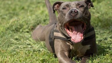 amstaff.jpg