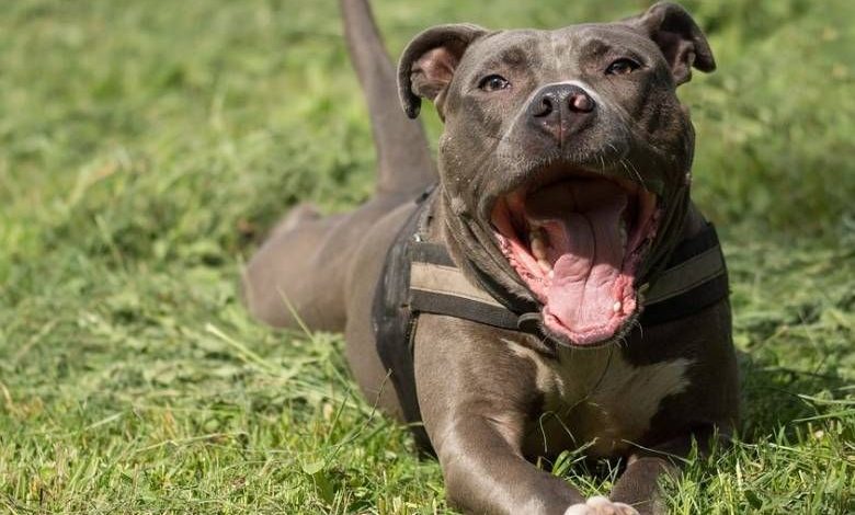 Băiețel de 4 ani, ucis de câinele din rasa Amstaff aparținând unchiului său 1 amstaff.jpg