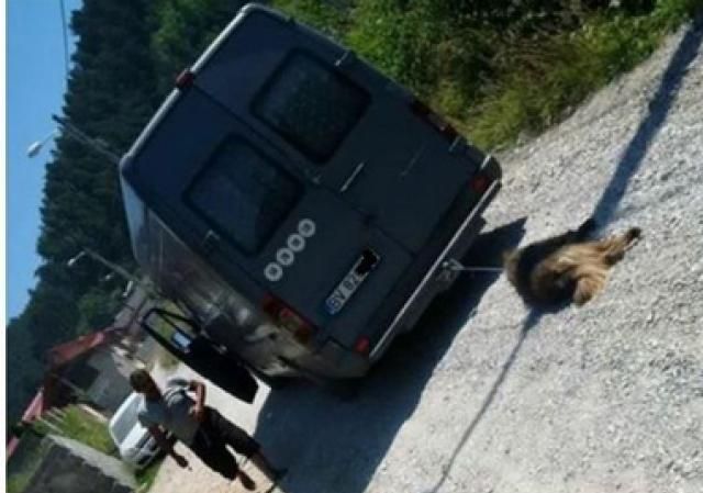 IPJ BRAȘOV, despre operaționalizarea Biroului pentru Protecția Animalelor / Ce drepturi de intervenție au polițiștii 1 cainetaratdeduba.jpg