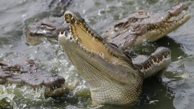 crocodil_6.jpg