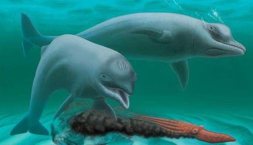 S-a DESCOPERIT o nouă specie de delfin!!! 1 delfin.jpg