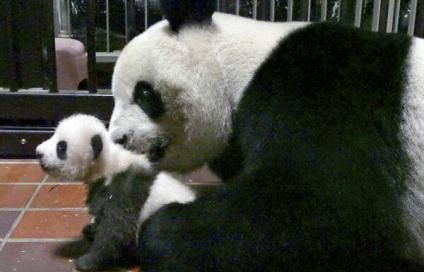 O grădină zoologică a primit aproape 320.000 de sugestii pentru numele unui pui de urs panda 1 ursuletpanda.jpg