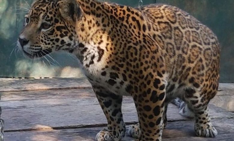 jaguar_3.jpg