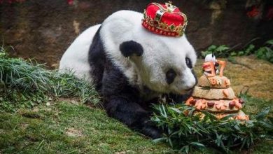 panda_2.jpg