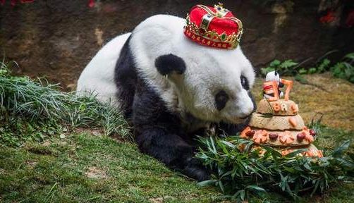 panda_2.jpg
