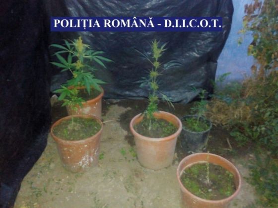 Cultură de cannabis descoperită astăzi de poliţişti, în urma a trei percheziţii (FOTO) 1 cultura cannabis 2_242296.jpg