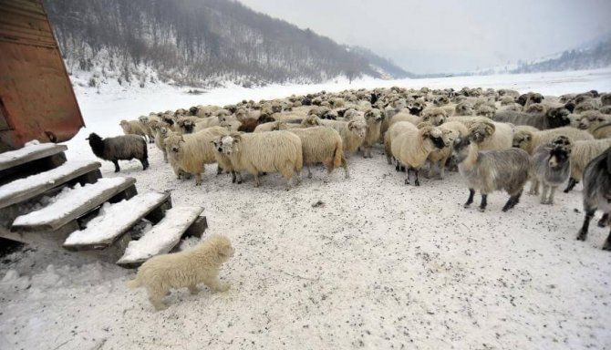 Update BRAŞOV. Intervenţie cu autoşenilata pentru salvarea animalelor rămase pe munte în zăpadă 1 oi-zapada.jpg