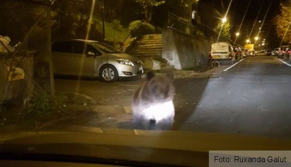 BRAȘOV. Pui de urs fotografiat în urmă cu puțin timp, pe strada Jepilor. Update: Pe o stradă din Astra se „plimbă”... mistreți (FOTO) 1 urs jepilor 2_242401.jpg