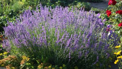 lavanda.jpg