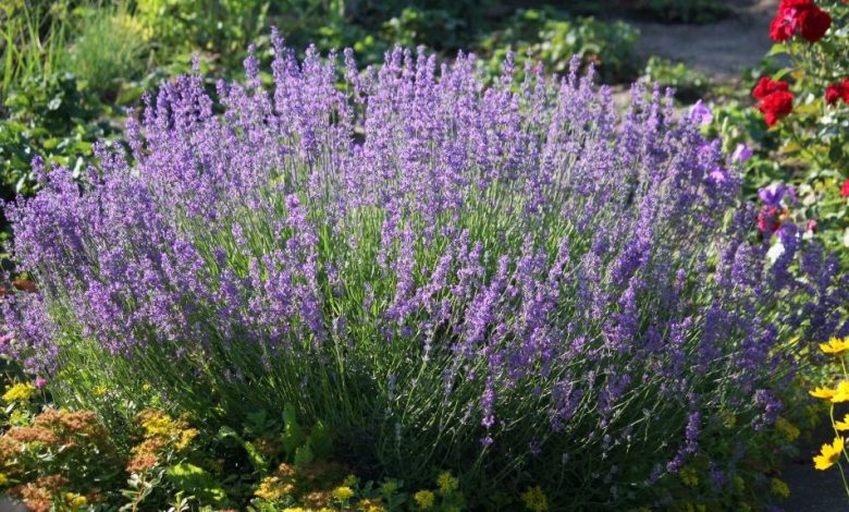BRAȘOV. Educație cu „miros” de lavandă! 1 lavanda.jpg