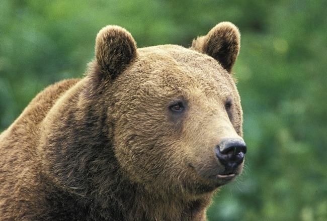 Urs împuşcat la Băile Tuşnad după ce a provocat daune în mai multe gospodării 1 urs_8.jpg