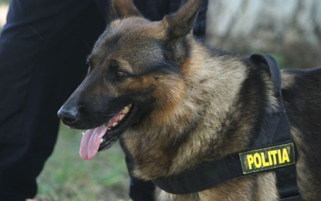 Trei braşoveni au fost arestaţi într-un dosar de trafic de cannabis, după percheziţii la care a participat şi un câine specializat în detectarea drogurilor 1 cainepolitist_2.jpg